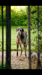 missing-lurcher-1