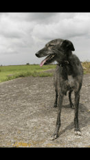 missing-lurcher-2